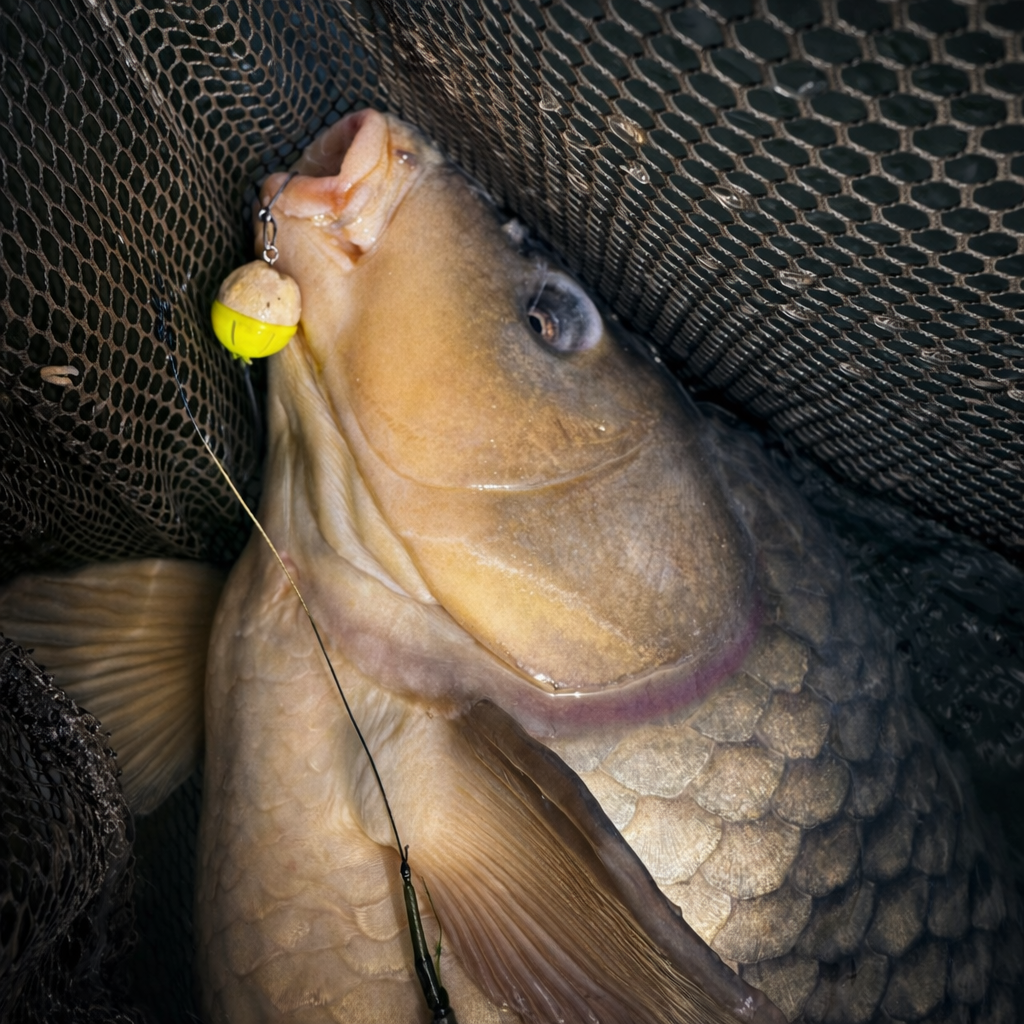 Visibel Night Glow Bait Caps